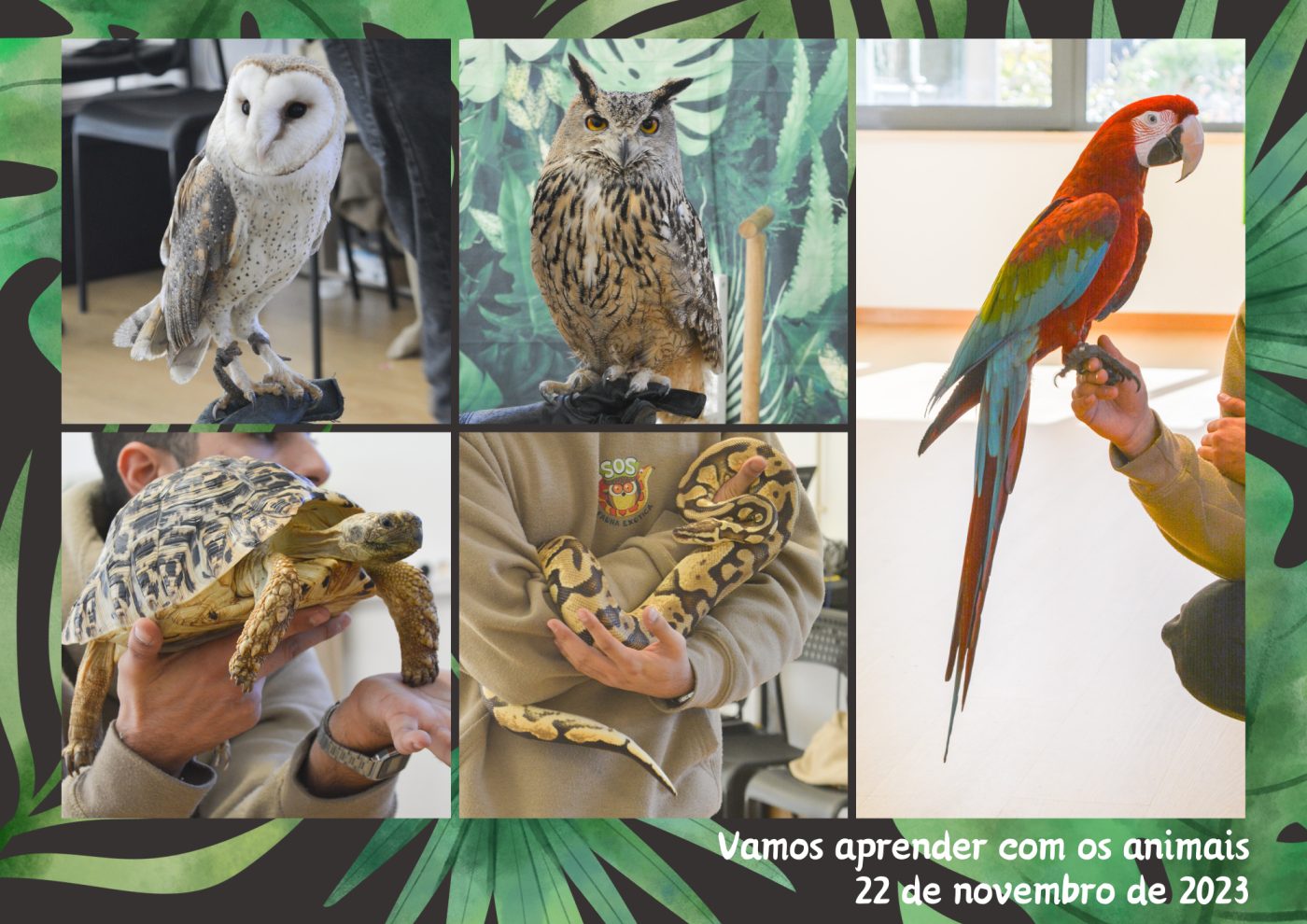 Sos Fauna Exótica
