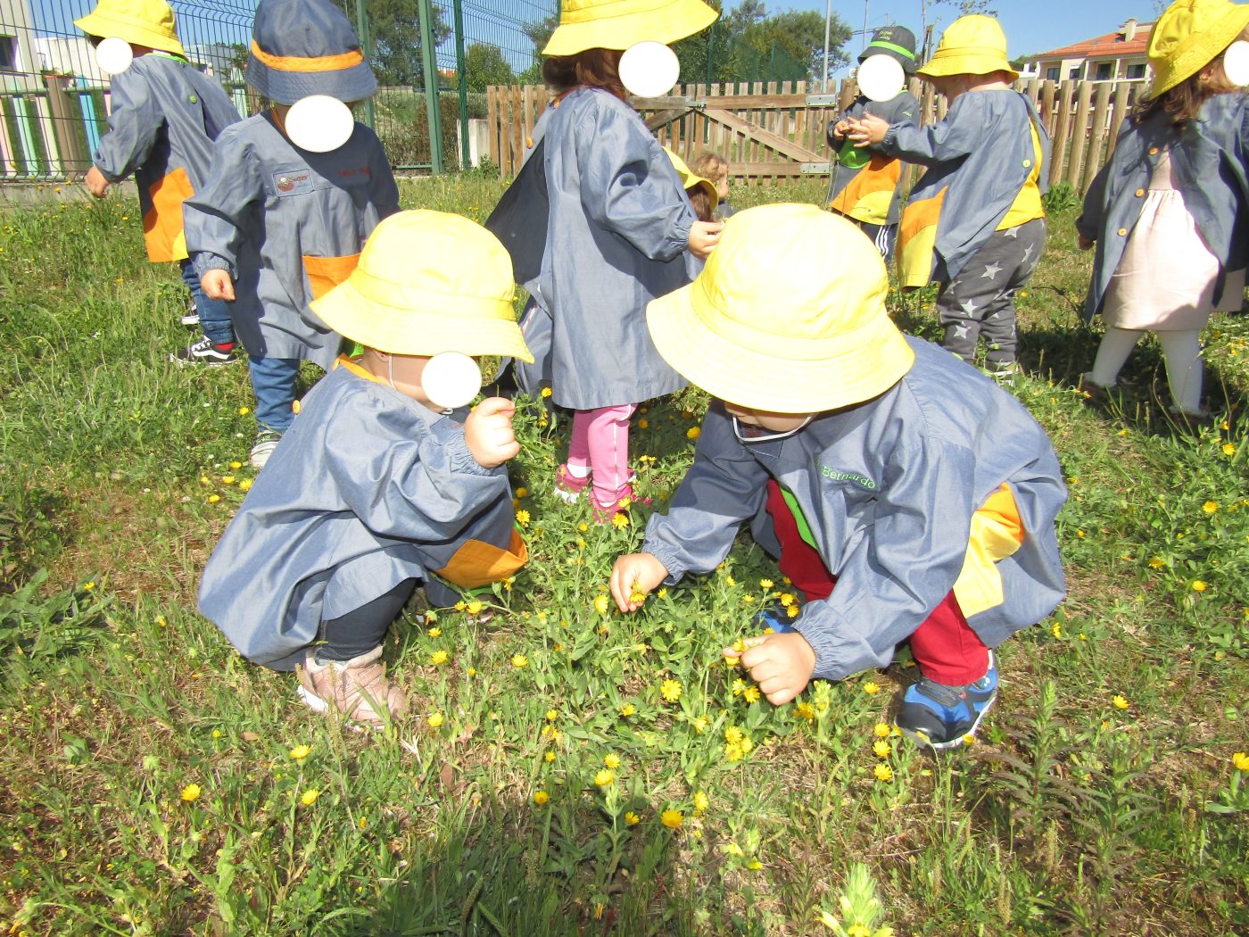 Apanhar flores no campo!